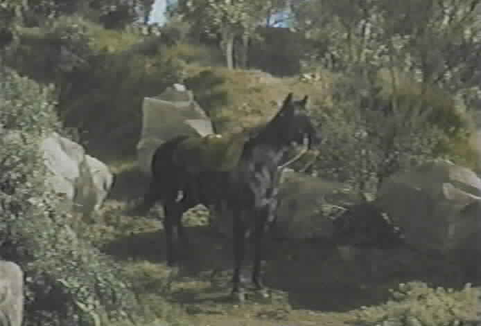 Tornado is Zorro's horse